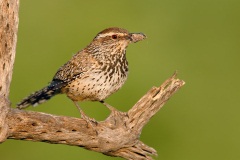 Cactus Wren