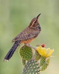 Cactus Wren