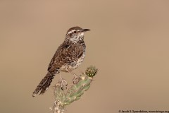 Cactus Wren