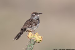 Cactus Wren