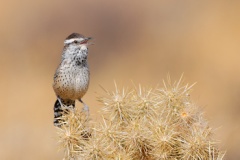 Cactus Wren