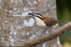 Rufous-naped Wren