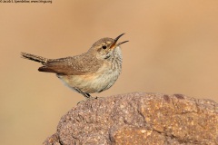 Rock Wren