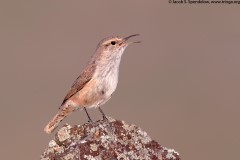 Rock Wren