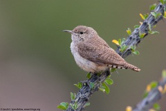 Rock Wren