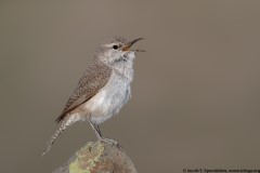 Rock Wren