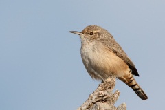 Rock Wren