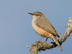 Rock Wren