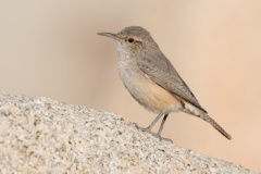 Rock Wren