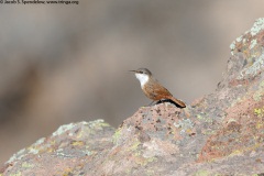 Canyon Wren