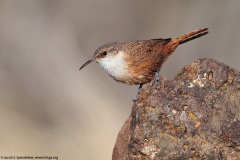 Canyon Wren