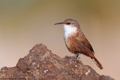 Canyon Wren