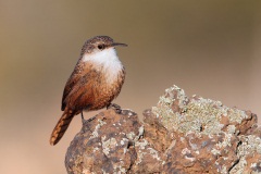 Canyon Wren