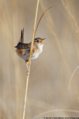 Sedge Wren