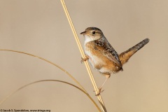 Sedge Wren