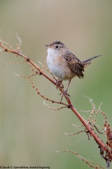 Sedge Wren