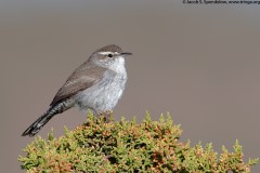 Bewick's Wren