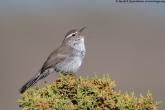 Bewick's Wren