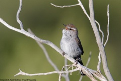 Bewick's Wren