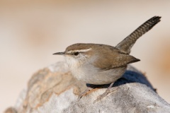 Bewick's Wren