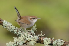 Bewick's Wren