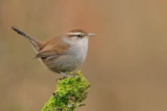 Bewick's Wren