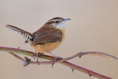 Carolina Wren