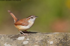 Carolina Wren