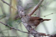 Sinaloa Wren