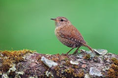 Winter Wren