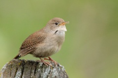 House Wren