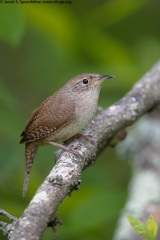 House Wren