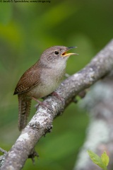 House Wren