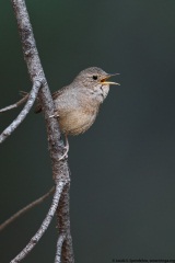 House Wren