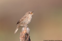 House Wren