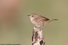 House Wren