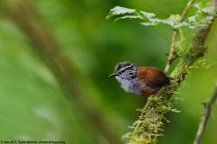 Gray-breasted Wood-Wren