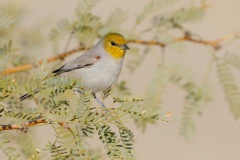 Verdin