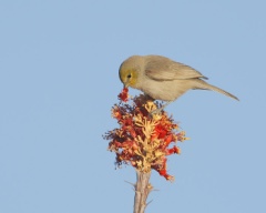 Verdin