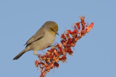 Verdin