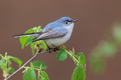 Blue-gray Gnatcatcher