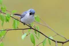 Blue-gray Gnatcatcher