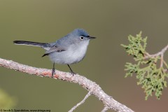 Blue-gray Gnatcatcher