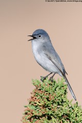 Blue-gray Gnatcatcher