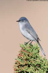 Blue-gray Gnatcatcher