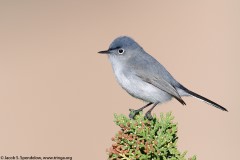 Blue-gray Gnatcatcher