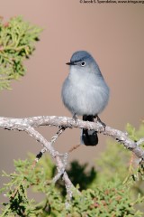 Blue-gray Gnatcatcher