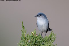 Blue-gray Gnatcatcher