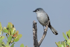 Blue-gray Gnatcatcher