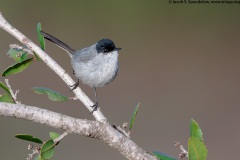 California Gnatcatcher